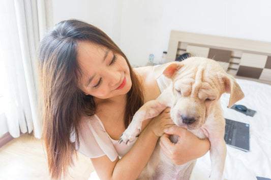 How to Create a Safe and Stimulating Environment for Your Pets