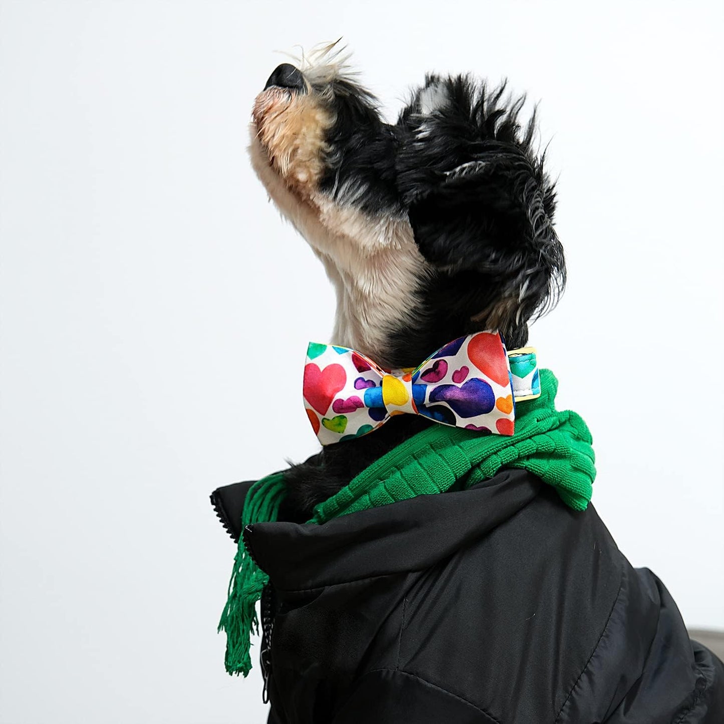 Lionet Paws Valentine's Day Dog and Cat Collar with Bowtie, Soft and Comfortable, Adjustable Collar for Puppies and Cats, Neck 8-12 inches